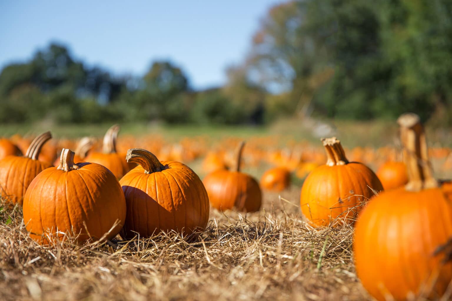 15 Pumpkin Picking Patches Near London 2025 | Top Things To Do | DOWTK