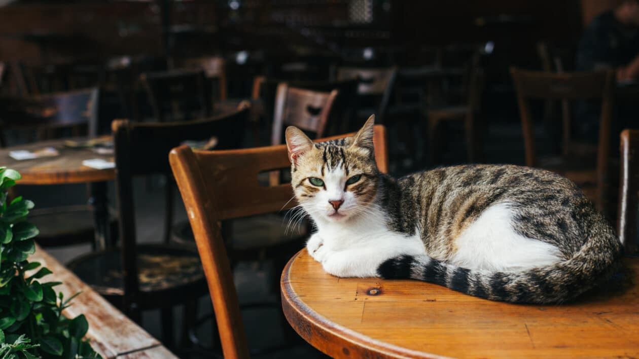 Cat Cafe Near Me | Day Out With The Kids Things To Do