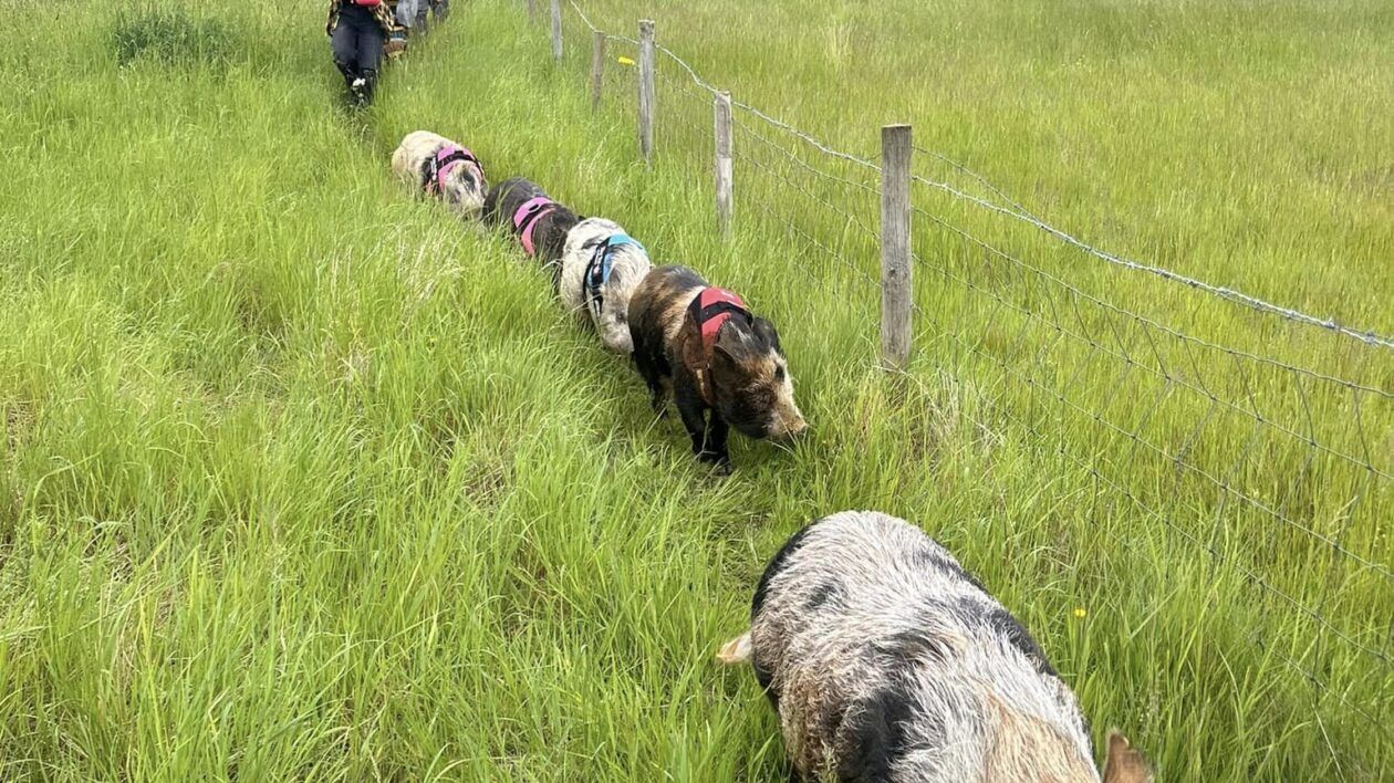 Pig Walking at Stubby Pigs! | DOWTK